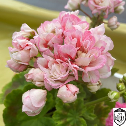 Pelargonium 'Grandeur® Deco Appleblossom' - Pelargoon 'Grandeur® Deco Appleblossom' P11/0,75L